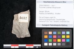 Foto (Objekt + Etikett) von Puccinites zosterae Ettingshausen (NHMW-GEO-2024-0188-6632)